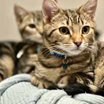 Thumbnail photo of Frosty #3