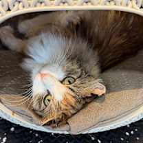 Thumbnail photo of Sissy #1