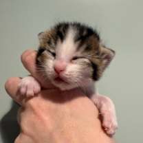 Thumbnail photo of Space Girl #4