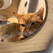 Thumbnail photo of Mimolette #1