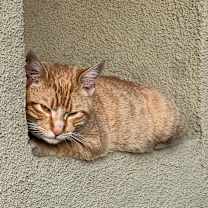 Thumbnail photo of Ruffles #2