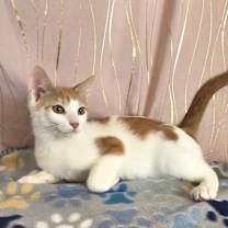 Thumbnail photo of Olaf #1