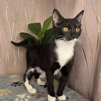 Thumbnail photo of Claws #3