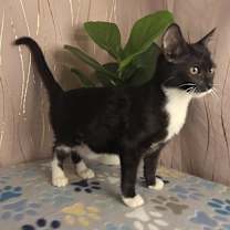 Thumbnail photo of Claws #4