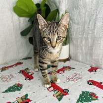 Thumbnail photo of Bereet #1