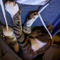 Thumbnail photo of Whismur #3