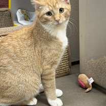 Thumbnail photo of Oscar (kitten) #2