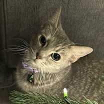 Thumbnail photo of Pixie #2