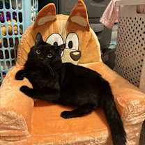 Thumbnail photo of Bear #1