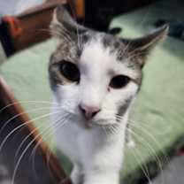 Thumbnail photo of Twix #2