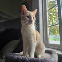 Thumbnail photo of Balthazar #2