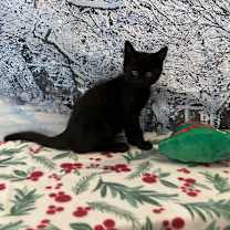 Thumbnail photo of Lentil #1