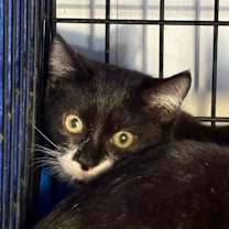 Thumbnail photo of Thing 2 #2