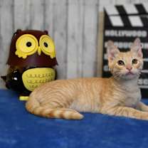 Thumbnail photo of Ellis #1