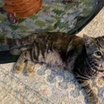 Thumbnail photo of Bridgette #1