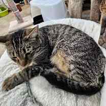 Thumbnail photo of Blinken #3