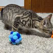 Thumbnail photo of Brady #2