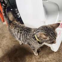 Thumbnail photo of Sissy #4