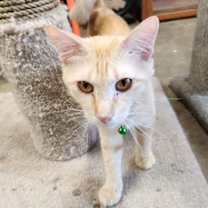 Thumbnail photo of Jameson #3