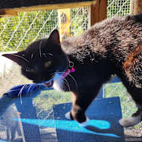 Thumbnail photo of Zoey #3