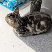 Thumbnail photo of Bengal #2