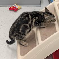 Thumbnail photo of Bengal #3