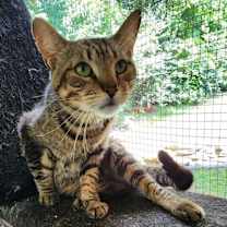 Thumbnail photo of Toby #1