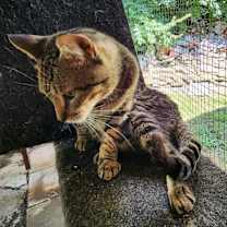 Thumbnail photo of Toby #3