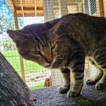 Thumbnail photo of Toby #4