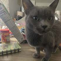 Thumbnail photo of Tatl #1