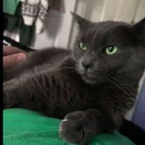 Thumbnail photo of Tatl #4