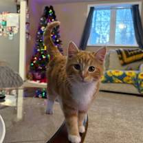 Thumbnail photo of Kit Kat  #1