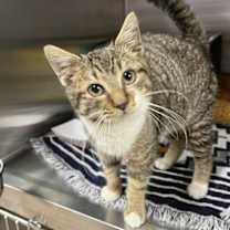 Thumbnail photo of Bugbear #1