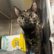 Thumbnail photo of Dragonborn #1