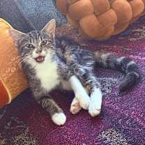 Thumbnail photo of Twiggy #3