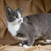 Thumbnail photo of Lavender #1