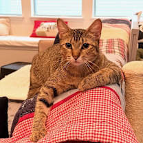 Thumbnail photo of Bowie #3