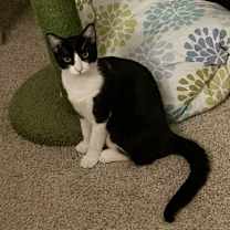 Thumbnail photo of Freddie Meowcury #3