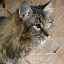 Thumbnail photo of Jax #1