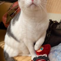 Thumbnail photo of Viva #1