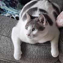 Thumbnail photo of Viva #3