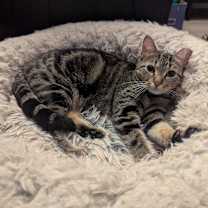 Thumbnail photo of Momo #1