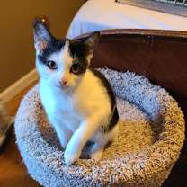 Thumbnail photo of Dunkel #1