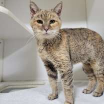 Thumbnail photo of Ember  #1