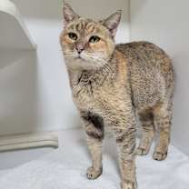 Thumbnail photo of Ember  #4