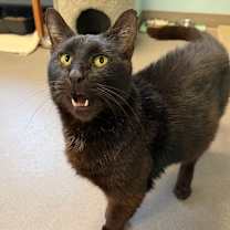 Thumbnail photo of Charlie #1