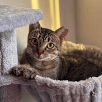 Thumbnail photo of Earl Grey #4