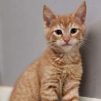 Thumbnail photo of KITTEN REX #2