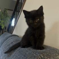 Thumbnail photo of Pepper #1