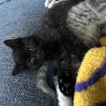 Thumbnail photo of Pepper #3